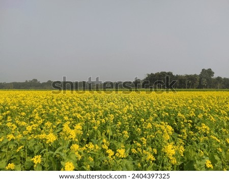 Mustard plants are thin herbaceous herbs with yellow flowers. The leaves of the plant are toothed, lobed, and occasionally have larger terminal lobes. Plants can reach 16 cm (6.3 in) in length.