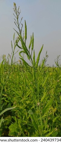 Mustard plants are thin herbaceous herbs with yellow flowers. The leaves of the plant are toothed, lobed, and occasionally have larger terminal lobes. Plants can reach 16 cm (6.3 in) in length.
