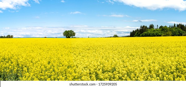 Mustard Seed Field in Full Bloom, Linn County, Mid-Willamette Valley, Western Oregon