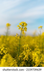 Mustard Seed Plant Growing In Field Of Yellow Gold Blooming Plants With Blue Sky And Rapeseed 