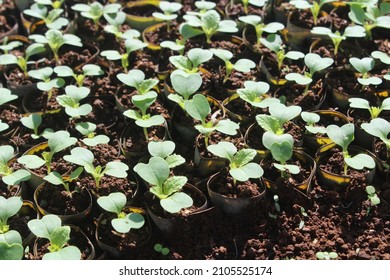 the mustard seedbed before the planting season, the new mustard shoots grow in the nursery - Shutterstock ID 2105525174