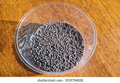 Mustard Seeds In Clear Plastic Bowl