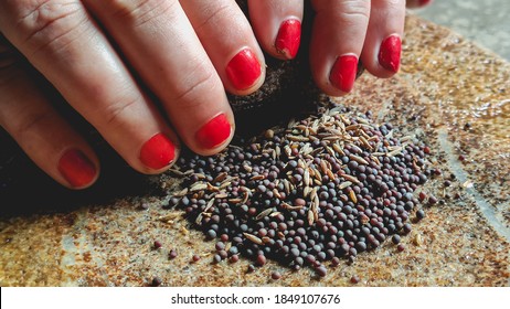 Mustard Seeds And Cumin Near Fingers Of A Woman