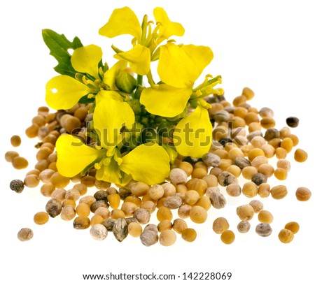 Mustard seeds heap and mustard flower isolated on white background