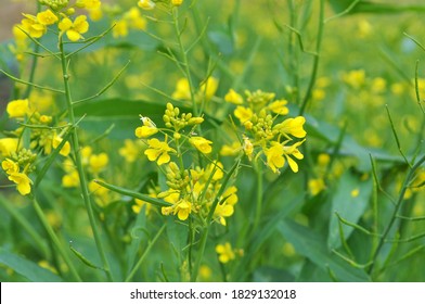Mustard sprouts grown for organic fertilizer - green manure (siderates)