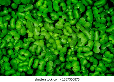 Mustard Sprouts Micro Greens as Perfect Organic Food Background. Growing Germination of Newborn Mustard Greens Plant in Greenhouse Agriculture