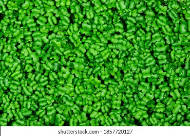 Mustard Sprouts Micro Greens as Perfect Organic Food Background. Growing Germination of Newborn Mustard Greens Plant in Greenhouse Agriculture