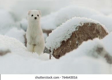 Mustela Erminea Like A State In Winter Snow, Weasel. Ermine