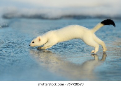 Mustela Erminea, Short-tailed Weasel