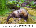 Mustela putorius furo - A ferret in the forest has an open mouth and a protruding tongue. Photo with nice bokeh.