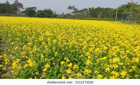 Mustered oil Field in village with beautiful flowers, beauty of a nature. - Shutterstock ID 2112171026