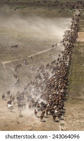 mustering braham cattle on  the flood plains near the gulf of carpentaria North Queensland. - Shutterstock ID 243064096