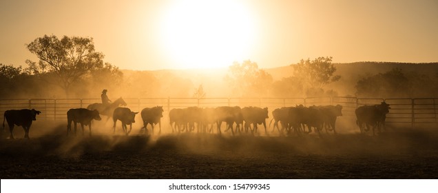 mustering, Kimberley, Western Australia - Shutterstock ID 154799345