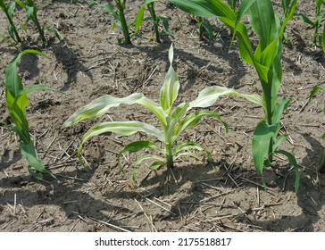 Mutant Corn Plant In Corn Field