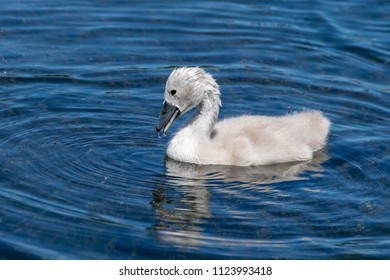 Mute Cygnet Swan Just Surfaced From Below The Water Level With Water Droplets On Head