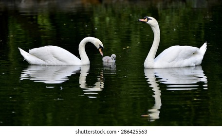 Mute Swan