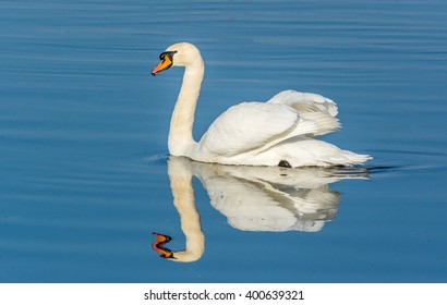 Mute Swan