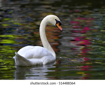 Mute Swan