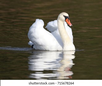 Mute Swan