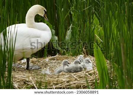 Mute Swan with 7 very cute young children the nest (Cygnus olor) Anatidae family. Hanover, May 21, 2023. Germany.
