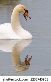 Mute swan, beak is open, vertical frame with its reflection in the water