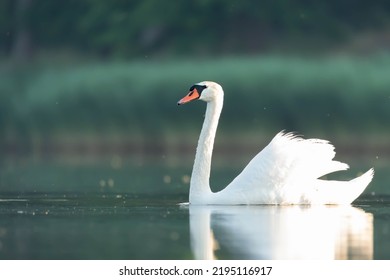 Mute Swan Bird Cygnus Olor