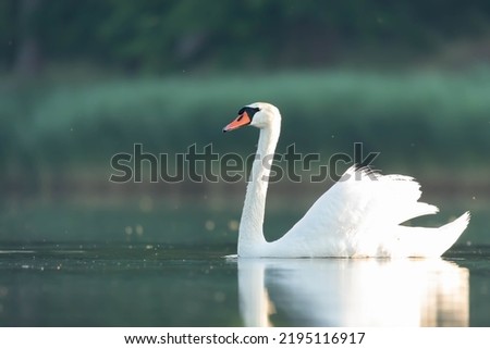Mute swan bird Cygnus olor