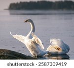 A mute swan couple on an early winter morning