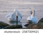 A mute swan couple on an early winter morning