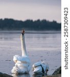 A mute swan couple on an early winter morning