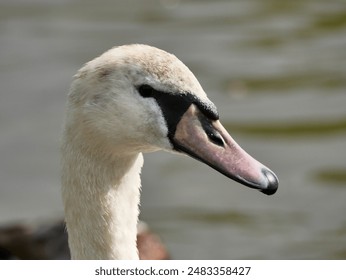 Mute Swan Cygnet portrait of head - Powered by Shutterstock