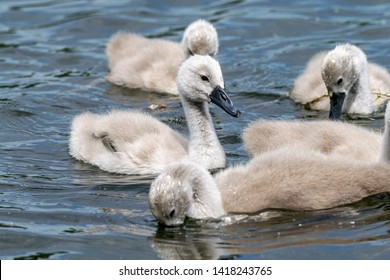 Mute Swan Cygnets (cygnus Olor) Searching Below The Water Surface For Food