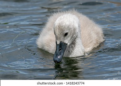 Mute Swan Cygnets (cygnus Olor) Searching Below The Water Surface For Food