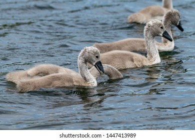 Mute Swan Cygnets With One Feeding With Head Submerged Below The Water