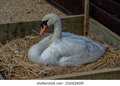 Mute Swan (Cygnus Olor) Adult Female Sitting On Nest