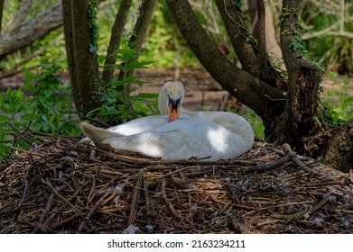 Mute Swan (Cygnus Olor) Adult Female Sitting On Nest