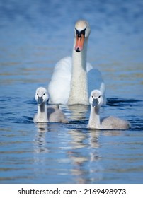 Mute swan, Cygnus olor. An adult bird swimming after two chicks