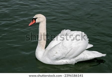 The mute swan (Cygnus olor), adult bird swimming in the sea, southern Ukraine
