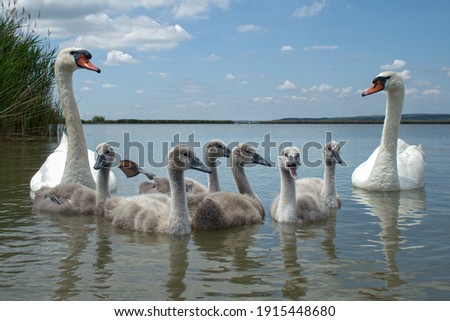 
Mute swan (Cygnus olor) bird family with cygnets swimming together in lake Balaton, color photo No. 2.			