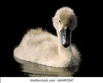 Mute swan (Cygnus olor) chicks - juvenile - fledglings - babies