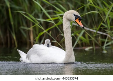 Mute Swan (Cygnus olor) with cygnet riding on board for faster travelling and protection - Powered by Shutterstock