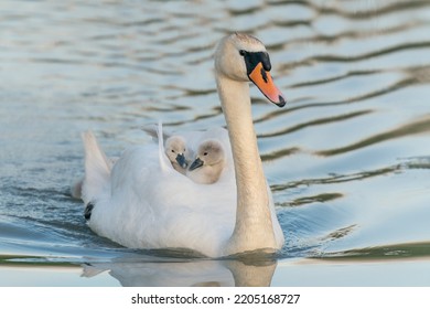 Mute Swan (Cygnus olor) cygnets a ride on his back. Gelderland in the Netherlands. Mute Swan ) and chicks  cubs on a lake.                - Shutterstock ID 2205168727