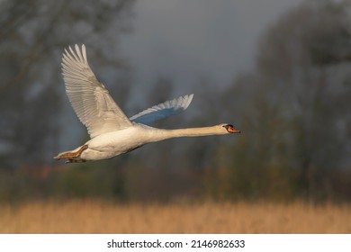 938 Swan loyalty Images, Stock Photos & Vectors | Shutterstock