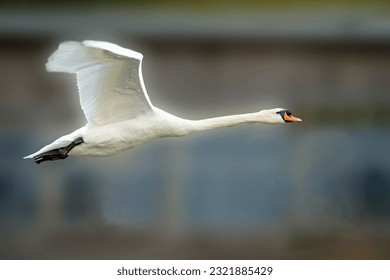 Mute swan, Cygnus olor, in flight with diffused background at Slimbridge WWT in early spring, Gloucestershire, UK