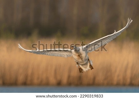 Mute Swan (Cygnus olor) in flight. Gelderland in the Netherlands.                                                                                                                     