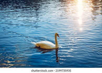 Mute swan (Cygnus olor) gliding across a river at sunset. Amazing sunset scene, beautiful majestic swan on the river in sunset light, fairy tale, swan lake, beauty. - Powered by Shutterstock