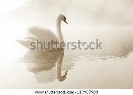 Mute swan (Cygnus olor) gliding across a mist covered lake at dawn