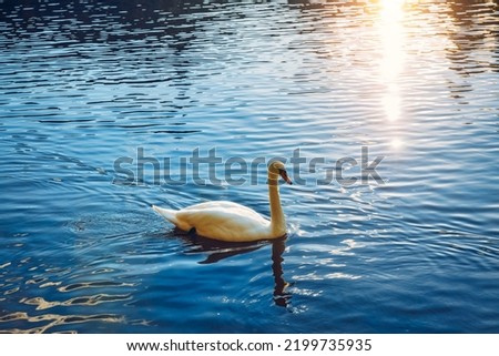 Mute swan (Cygnus olor) gliding across a river at sunset. Amazing sunset scene, beautiful majestic swan on the river in sunset light, fairy tale, swan lake, beauty.