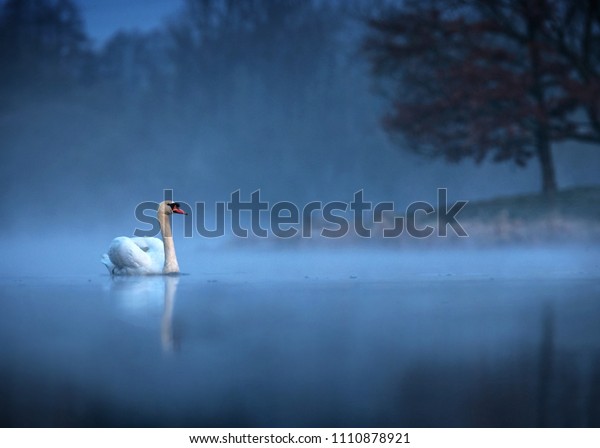 夜明けに霧に覆われた湖を 白鳥 シグヌスの色 がすべっていきます すばらしい朝のシーン 霧がかった朝 美しい雄大な白鳥が朝の霧の中の湖で おとぎ話 白鳥の湖 美しさ の写真素材 今すぐ編集