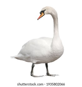 Mute swan, cygnus olor isolated on white background, clipping path